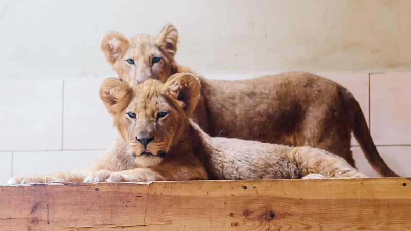 У Луцький зоопарк прибули двоє левенят. ФОТО