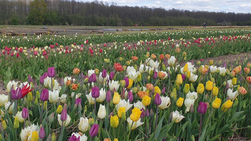 Волинська Голландія відкриється попри підтоплення