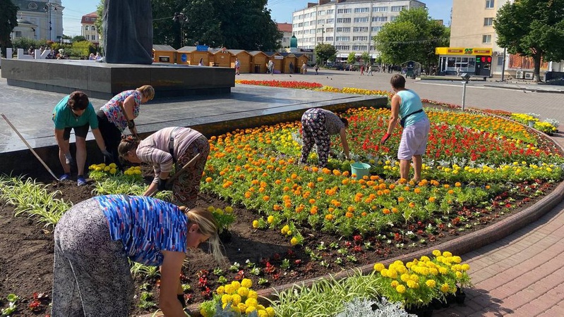 Стало відомо, скільки грошей витратять на озеленення Луцька