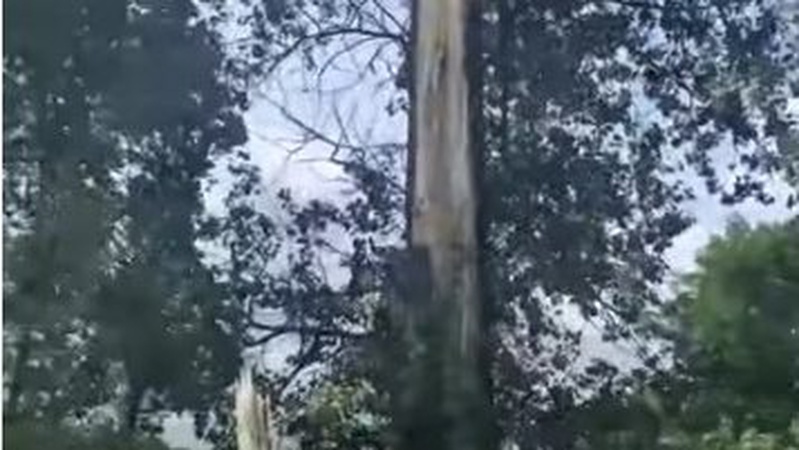 На Волині блискавка розтрощила дерево навпіл. ВІДЕО