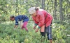 Чорничний бізнес на Волині: скільки можна заробити та як не назбирати «радіаційних» ягід