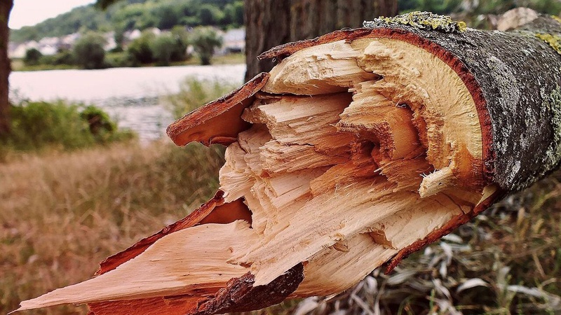 У лісі на Волині дерево на смерть придавило юнака