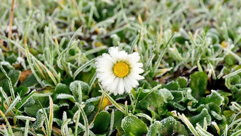 На Волині прогнозують заморозки на ґрунті