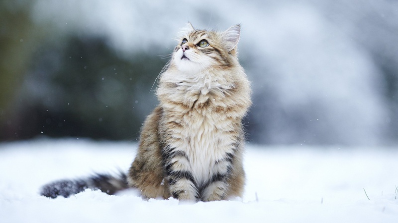 Мокрий сніг та дощ: прогноз погоди на 3 лютого