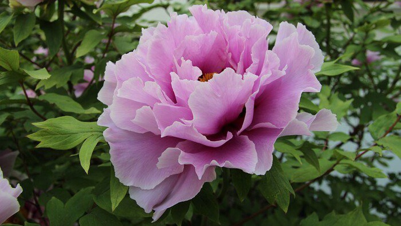 Мінлива хмарність і без опадів: прогноз погоди на 4 червня