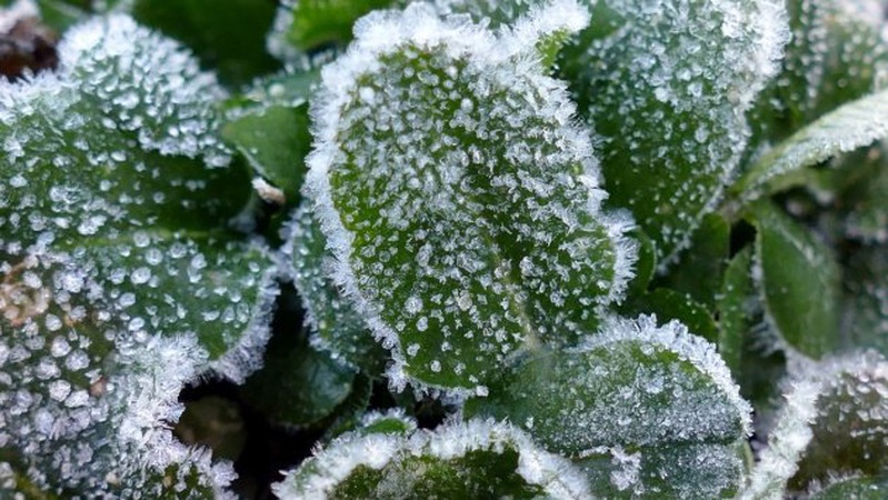 Україну прогріє до +21°, але знову з нічними заморозками