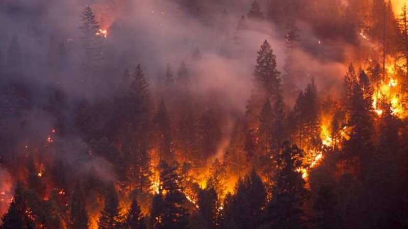 Волинянин спалив 14 гектарів лісу і відсидить 6 років за ґратами