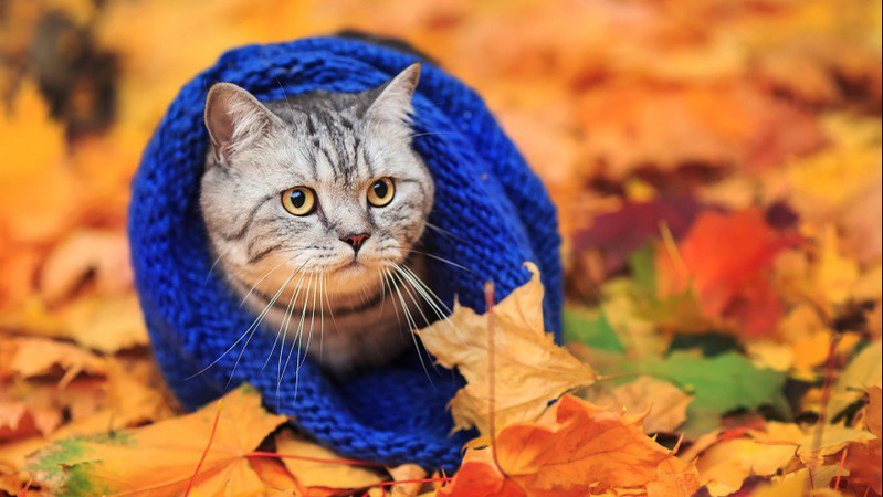 Тумани, мряки та заморозки: синоптикиня дала перший прогноз на осінь