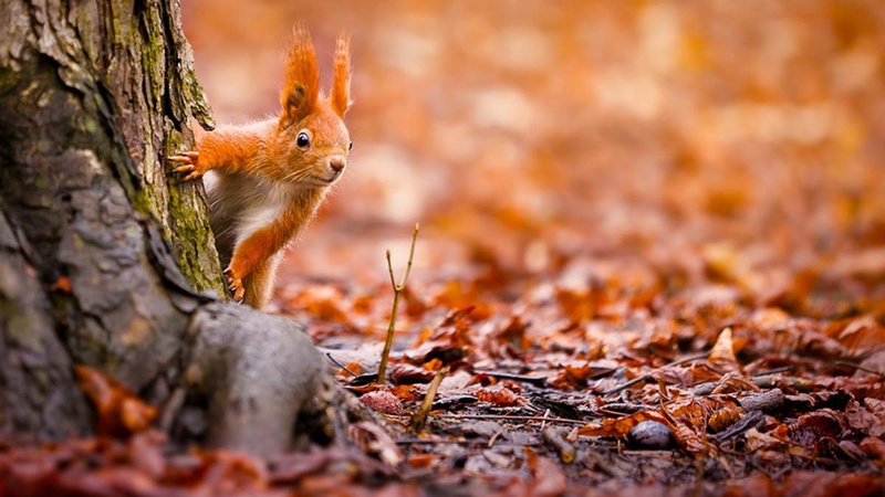 Що прогнозують волинські синоптики у середу, 24 листопада