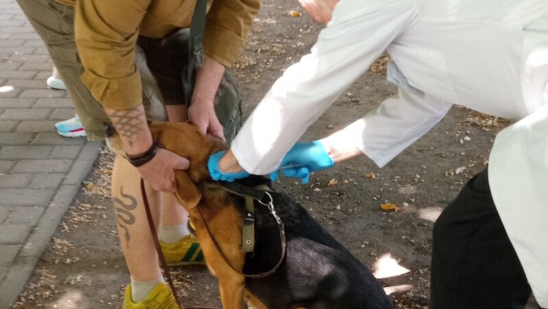 У Луцьку розпочали безплатно вакцинувати тварин від сказу: графік