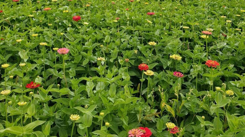 У «Волинській Голландії» йде підготовка до осіннього фестивалю. ФОТО