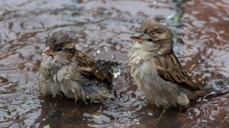 У вівторок в Україні потеплішає до +18°, частину країни накриють дощі та зливи