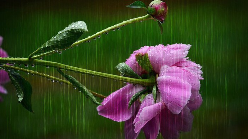 Західні області накриють дощі і грози: прогноз погоди на 16 червня