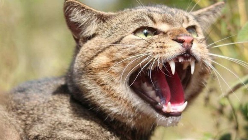 На Волині виявили сказ в безпритульного кота