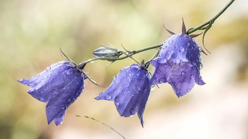 Частину України накриють дощі: де буде мокро