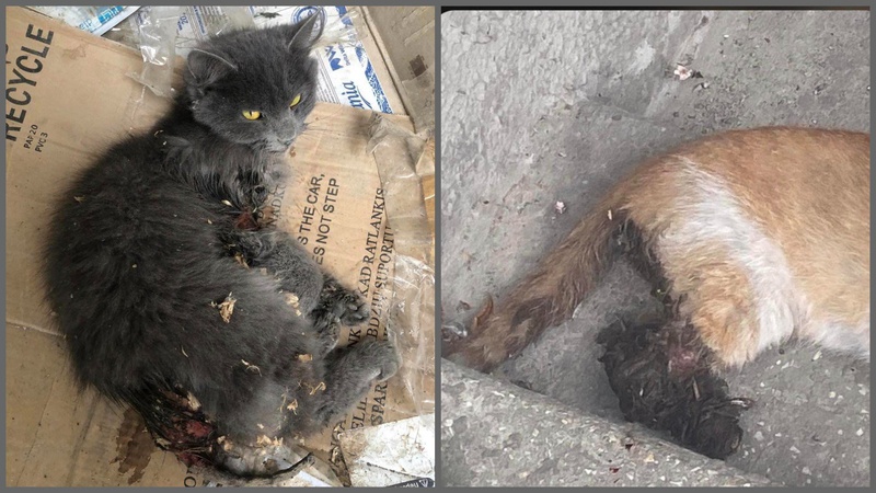 У Луцьку на 40 кварталі знаходять понівечених тварин