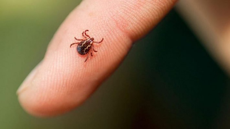 У Луцьку виявили найбільше заражених бореліозом кліщів