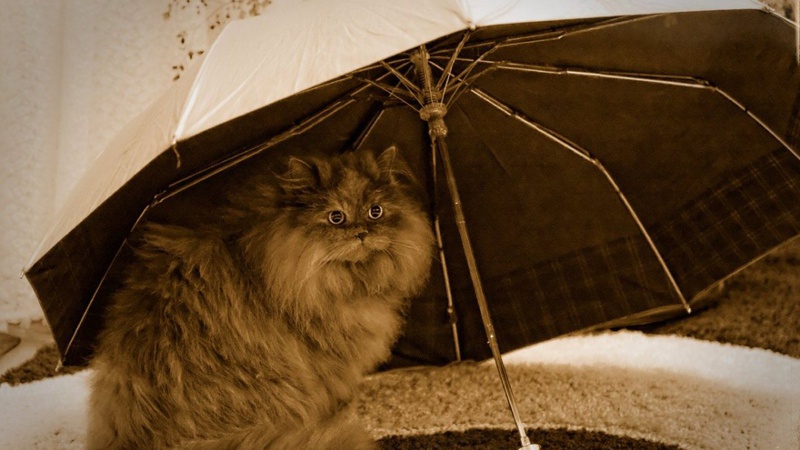 В Україні сьогодні буде тепло, на Волині – невеликий дощ