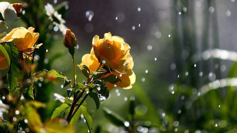 Хмарно з проясненнями, місцями дощі: прогноз погоди на 13 червня