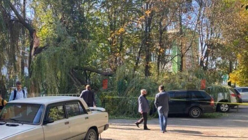 У Луцьку дерево впало на припарковані автівки. ВІДЕО