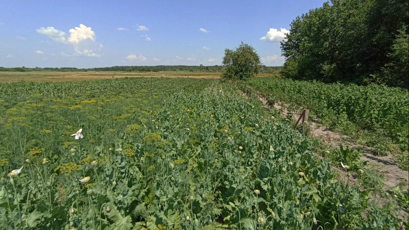 Минулої доби поліцейські викрили вирощення волинянами рослин маку снодійного
