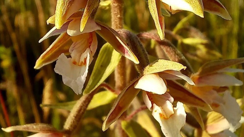 У національному природному парку розрослася червонокнижна рослина