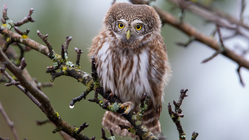 У Чорнобильському заповіднику знайдено найменшу сову фауни України