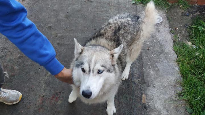 Викрав «хаскі» та велосипед: на Волині затримали серійного злодія