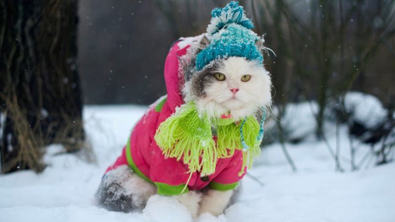 Справжній сніг українці побачать уже у листопаді