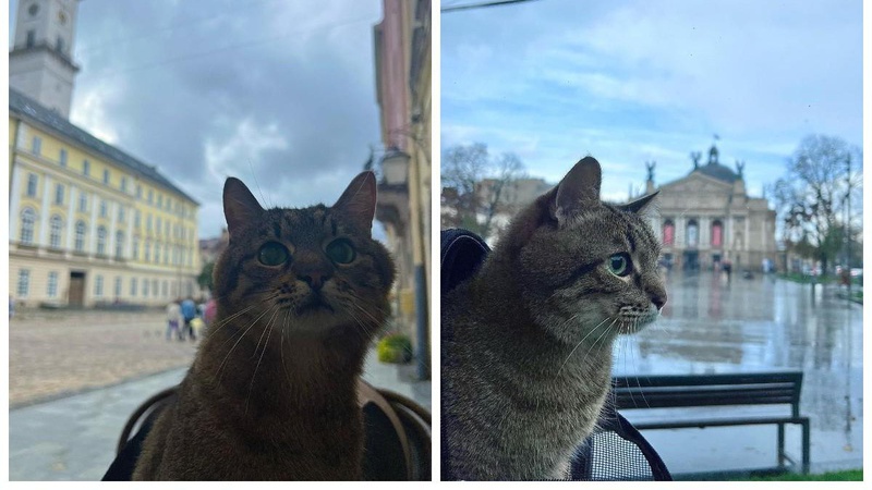 Популярний кіт-блогер Степан повернувся в Україну (ФОТО)