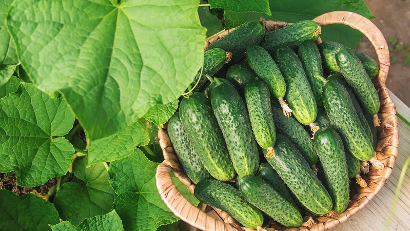В Україні рекордно подорожчали тепличні огірки