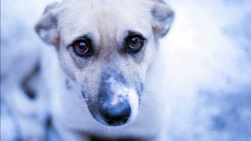 48-річного волинянина судитимуть за викинутого з балкона собаку