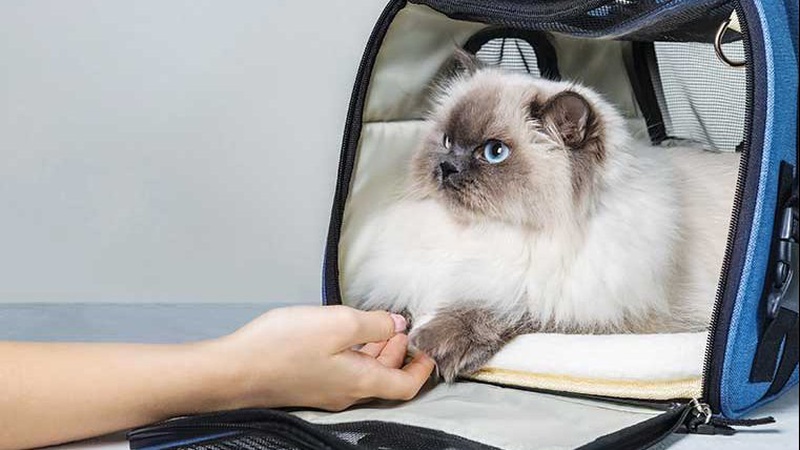 Запрацювали нові правила ввезення тварин до Польщі