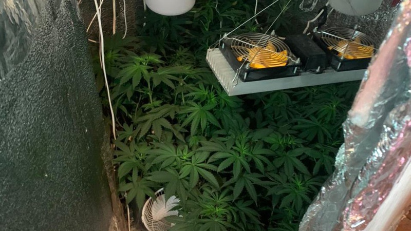 Житель селища на Волині обладнав у хаті кімнату для вирощування конопель