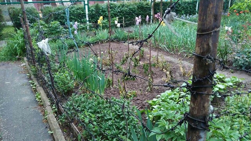 Де у Луцьку забороняється влаштування городів