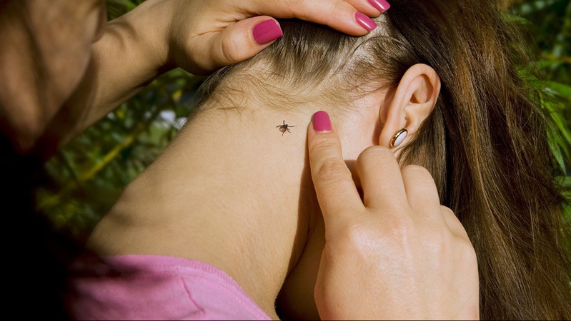 КЛІЩІ: 12 побрехеньок та ще більше правд, як уберегтися й діяти після виявлення