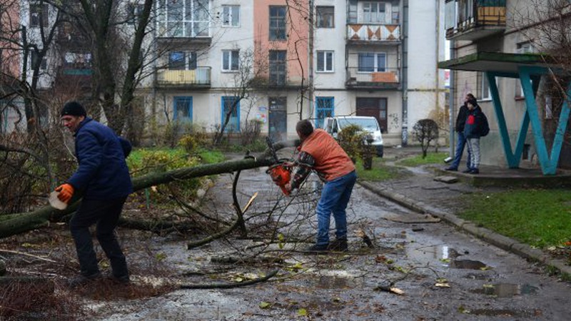 Зрізані на території Луцької громади дерева віддаватимуть КП «Ласка»