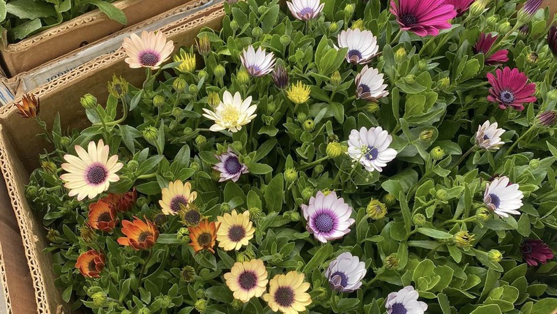 У Луцькому зоопарку висадять майже дві тисячі різних квітів