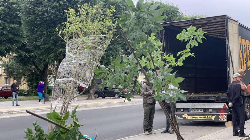 На проспекті Волі у Луцьку почали висаджувати дерева.ФОТО