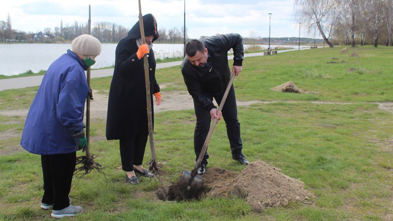 У місті на Волині висадили рідкісні павлонії