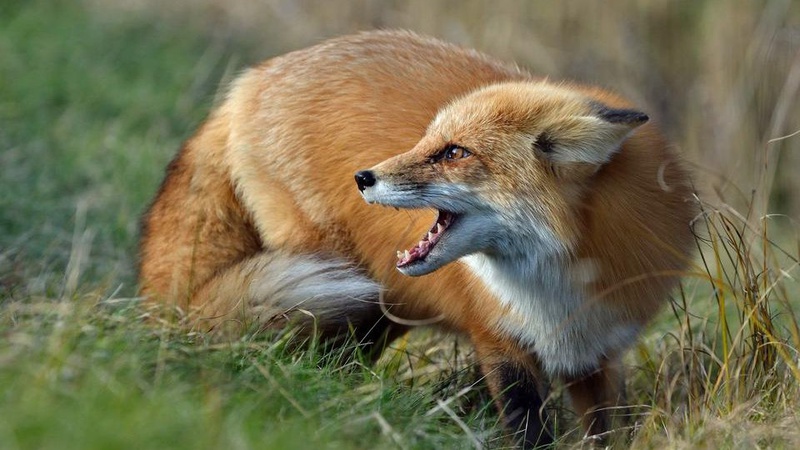 На Волині ліквідували лиса з ознаками сказу