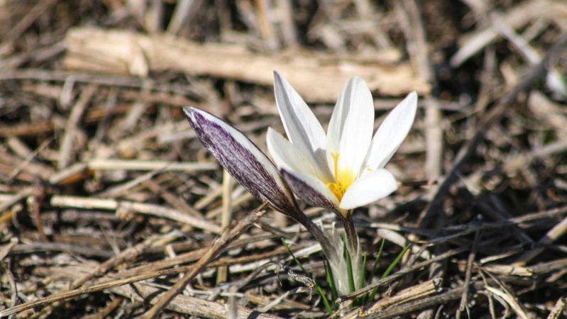 Переважно без опадів, заморозки: прогноз погоди на 7 березня