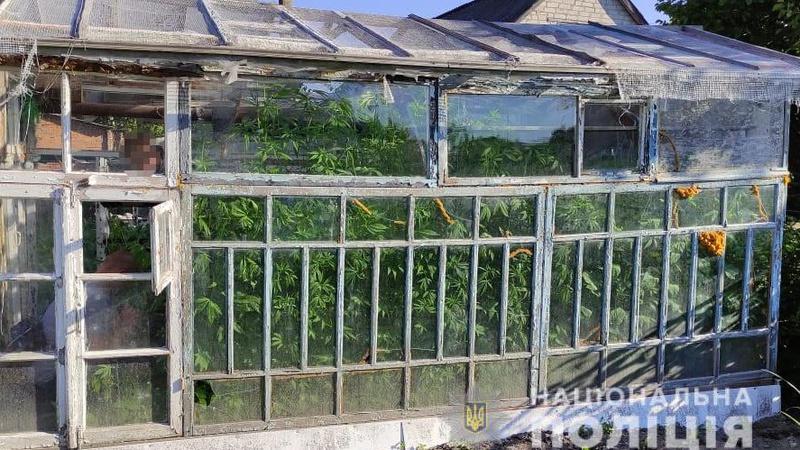 Волинянин у теплиці вирощує марихуану