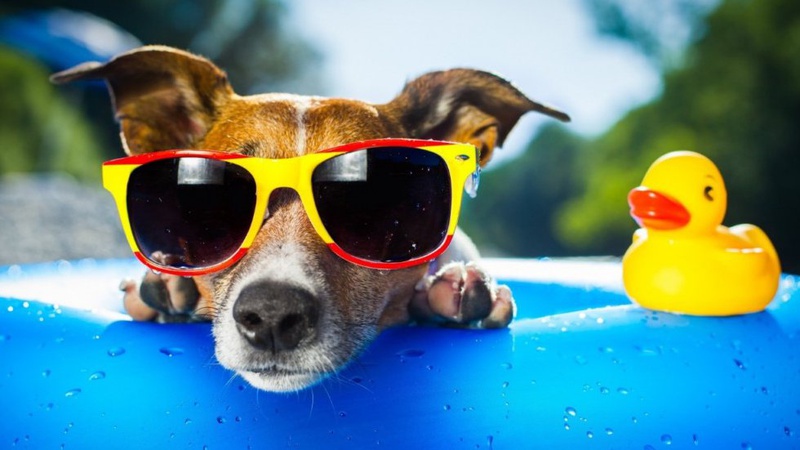 Спеку сьогодні прогнозують майже по всій території Україні