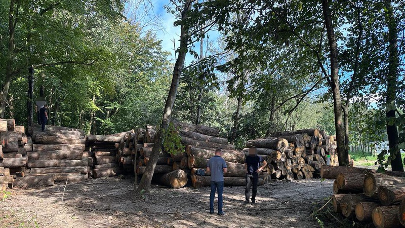 На Волині виявили вирубку дубів віком понад 165 років