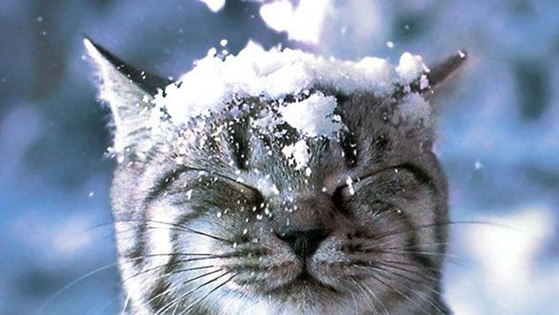 Сніжитиме та вдарять морози: українців попередили про холодний листопад