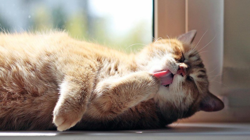 В Україні очікується спека до +24 та хвиля похолодання