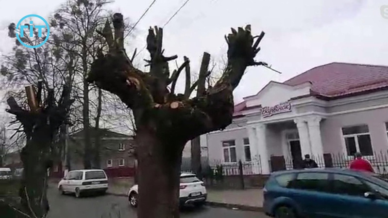 Варварське кронування дерев в Ківерцях