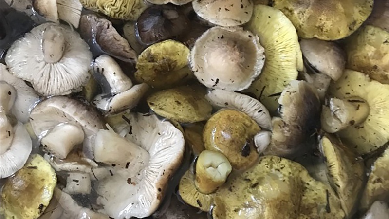 На Волині в грудні збирають гриби