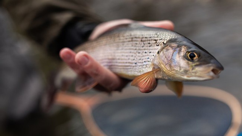 Розводив рибу: волинянин незаконно користувався землею зі ставком вартістю 48 млн грн
